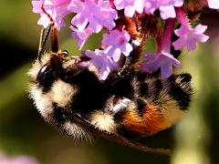 (Vancouver Bumble Bee) vancouverensis female profile