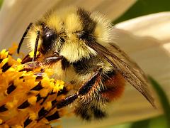 (Vancouver Bumble Bee) vancouverensis lateral