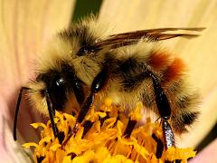 (Vancouver Bumble Bee) vancouverensis male left