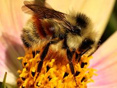 (Vancouver Bumble Bee) vancouverensis male right