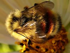 (Vancouver Bumble Bee) vancouverensis nape