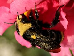 (Yellow-faced Bumble Bee) dorsal