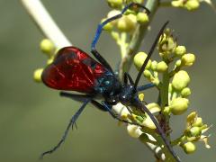 (Thisbe's Tarantula-hawk Wasp) male face