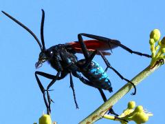 (Thisbe's Tarantula-hawk Wasp) male lateral
