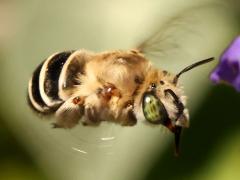 (California Digger Bee) hovering profile