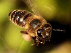 (European Honey Bee) hovering