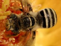 (Barrel Cactus Longhorn) dorsal on Emory's Barrel Cactus
