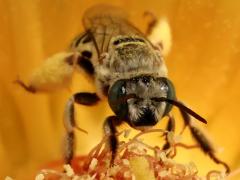 (Barrel Cactus Longhorn) head on Emory's Barrel Cactus
