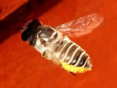 (Policaris Leafcutter Bee) female flight