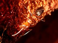 (Bicolored Pyramid Ant) dorsal