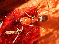 (Bicolored Pyramid Ant) lateral