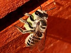 (Policaris Leafcutter Bee) female carrying leaf