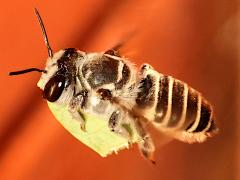 (Policaris Leafcutter Bee) female flying leaf