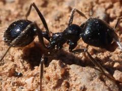 (Black Harvester Ant) lateral