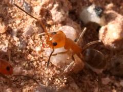 (Bicolored Pyramid Ant) frontal