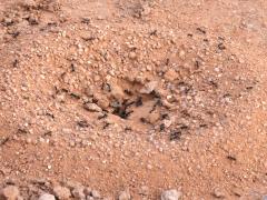 (Black Harvester Ant) mound
