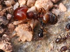 (Pilifera Big-headed Ant) major lateral