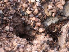 (Pilifera Big-headed Ant) nest