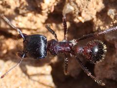 (Rough Harvester Ant) dorsal