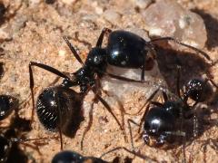 (Black Harvester Ant) dorsal