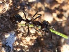 (Black Harvester Ant) harvesting dorsal