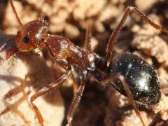 (Melliger-group Honeypot Ant) profile
