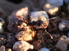 (Pilifera Big-headed Ant) minor lateral