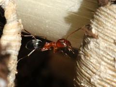(Bicolored Pyramid Ant) lateral
