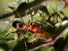 (Bicolored Pyramid Ant) Aphidinae tending