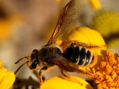 (Plastandrena Mining Bee) profile