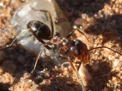 (Crazy Pyramid Ant) frontal