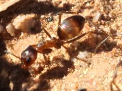 (Crazy Pyramid Ant) lateral