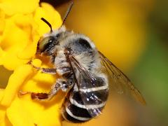 (California Digger Bee) dorsal