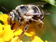 (California Digger Bee) lateral