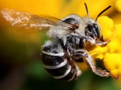 (California Digger Bee) profile