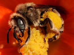 (Globe Mallow Bee) face on Desert Globemallow