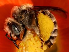 (Globe Mallow Bee) profile on Desert Globemallow