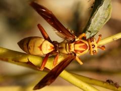 (Yellow Paper Wasp) dorsal