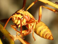 (Yellow Paper Wasp) face
