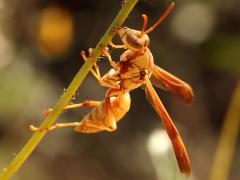 (Yellow Paper Wasp) ventral
