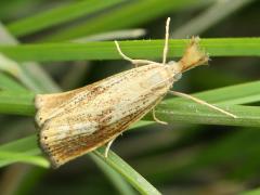 (Lesser Vagabond Sod Webworm Moth) upperside