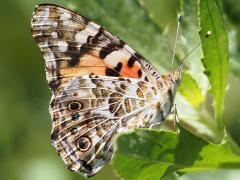 (Painted Lady) ventral