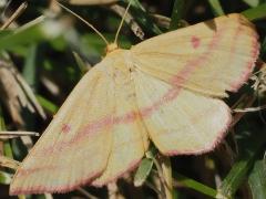 (Chickweed Moth) female dorsal