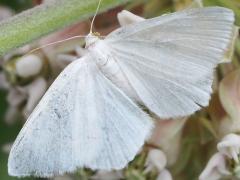 (Lesser Maple Spanworm Moth) female dorsal