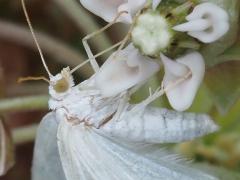 (Lesser Maple Spanworm Moth) female pollinia