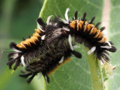 (Milkweed Tussock Moth) caterpillart trio