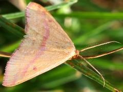 (Chickweed Moth) male dorsal