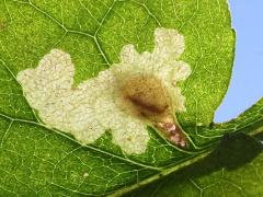 Narrow Bucculatrix Moth trumpet backlit caterpillar mine on Drummond's Aster