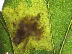 Solitary Oak Leafminer Moth backlit caterpillar mine on Bur Oak