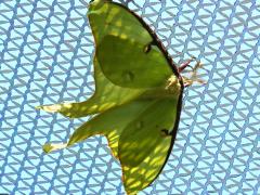 (Luna Moth) male dorsal